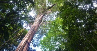 BID faz primeira emissão em reais para financiar projetos na Amazônia