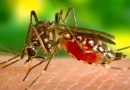 Malária: mais de 13 mil casos da doença são registrados no Amazonas