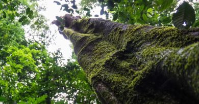 BNDES libera R$ 23 milhões para projeto ambiental no Amazonas