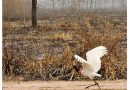 O Estadão de São Paulo__Pantanal acabará e meia Amazônia será devastada até 2070 nesse ritmo de desmate, diz Carlos Nobre