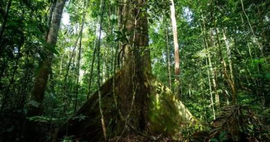 BNDES aprova R$ 882 milhões do Fundo Amazônia em 2024